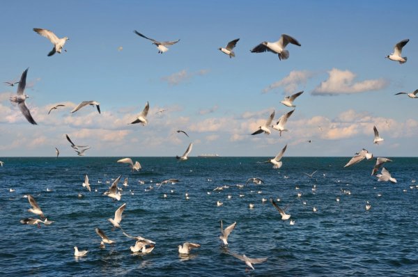 Море, Чайки