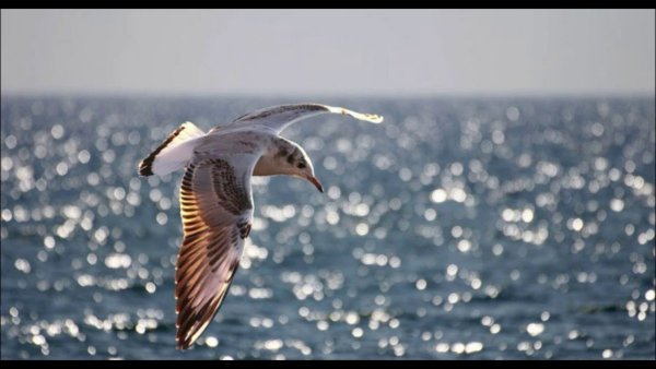 Чайки черного моря