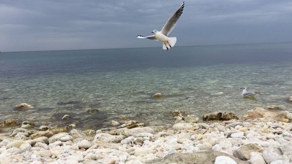 Черноморская Чайка Лазаревское