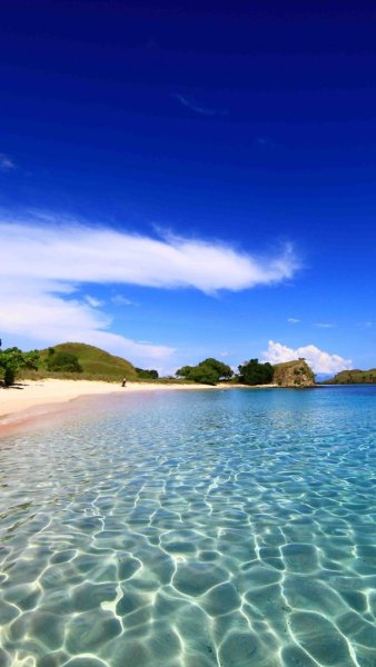 Дельфины обои