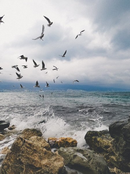 Море с чайками