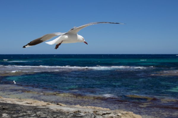 Птицы черного моря Альбатрос