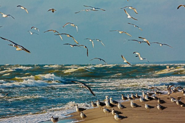 Куршская коса миграция птиц