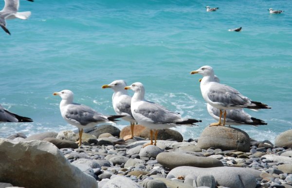 Крым море Чайки