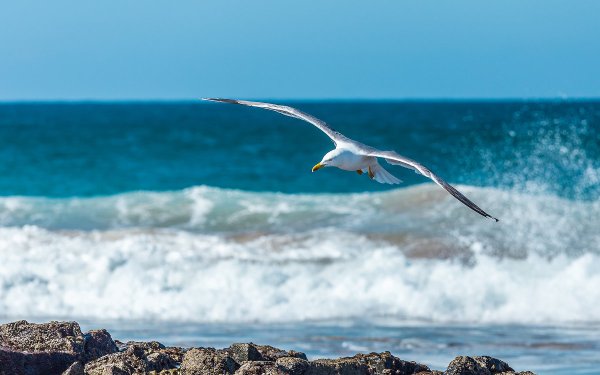 Море, Чайки