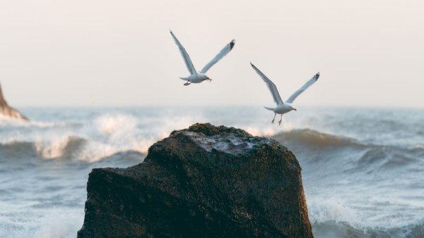 Крым море Чайки