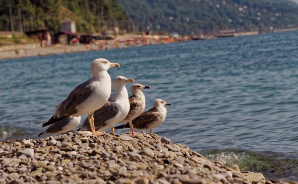 Птицы Черноморского побережья Сочи