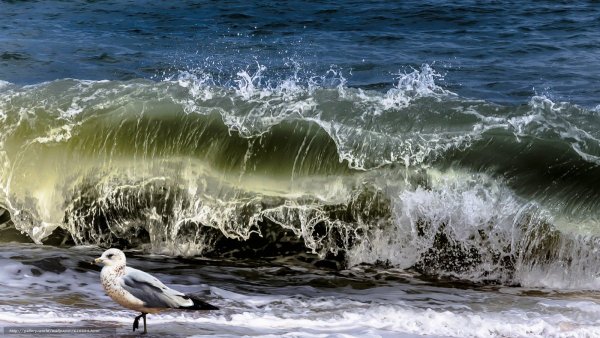 Море волны Чайки