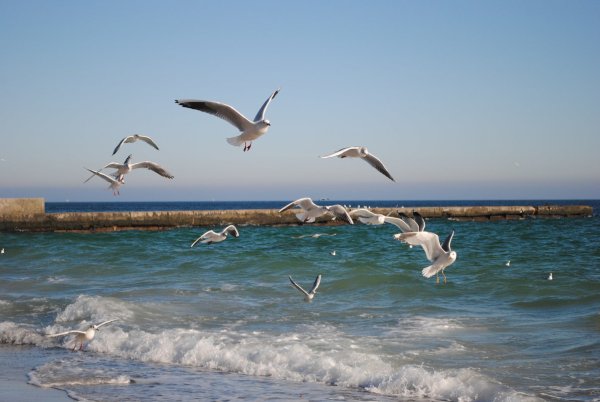 Чайки над морем