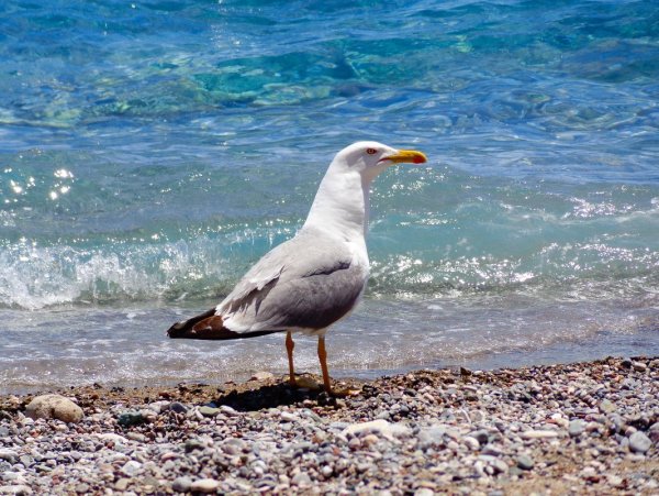 Альбатрос Крым птица