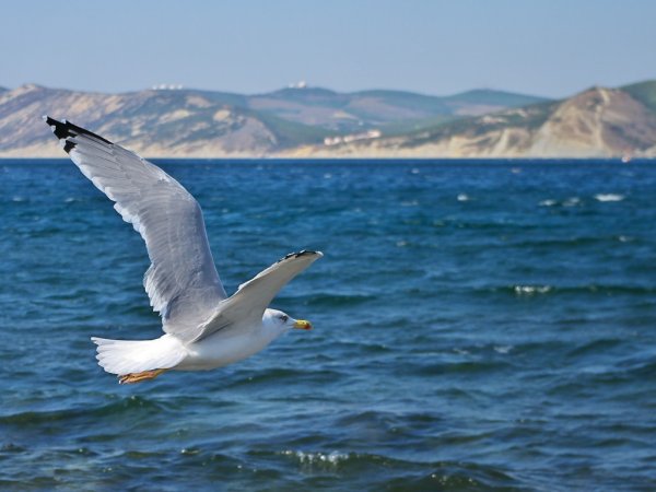 Чайка Каспийское море