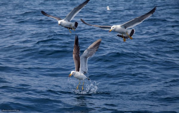 Чайка над морем