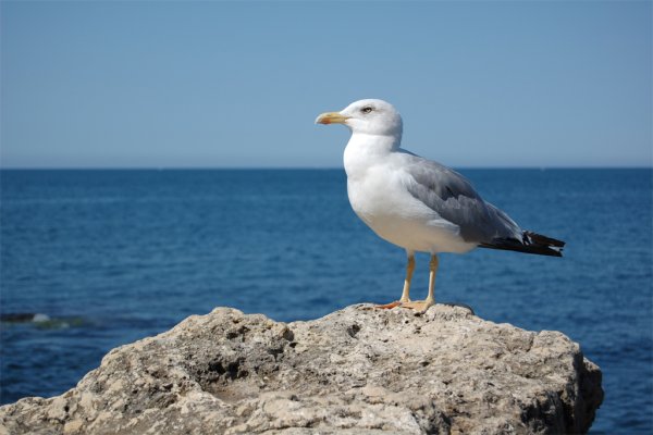 Черноморская Чайка