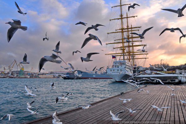 Чайка набережная Севастополь