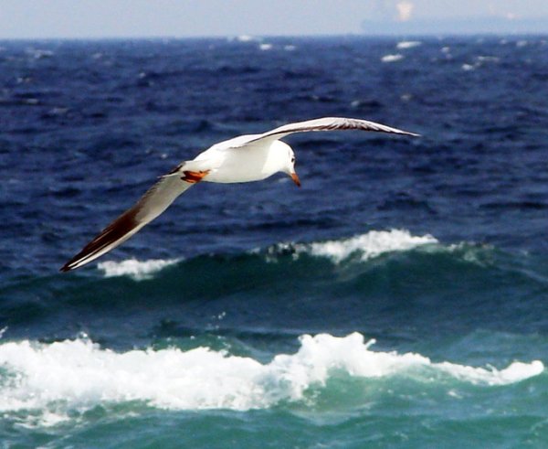 Чайка Буревестник Альбатрос