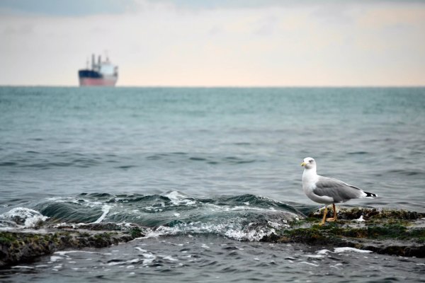 Чайки, корабль и море