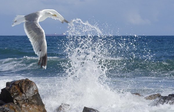 Чайка над морем