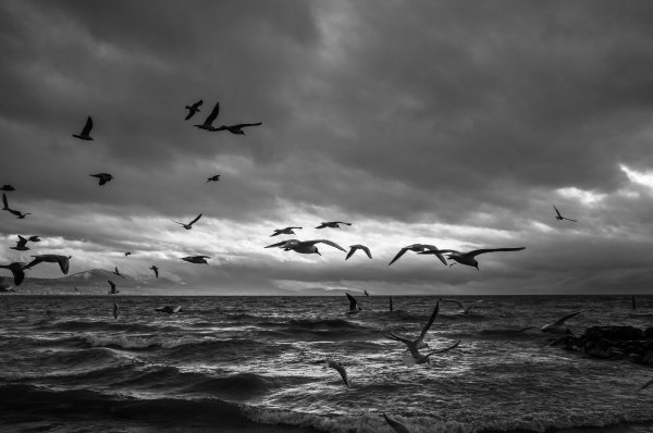 Вороны над морем