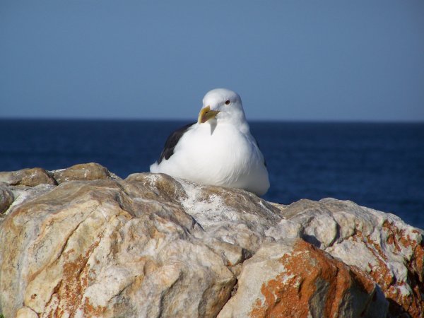 Чайка морская Мурманск