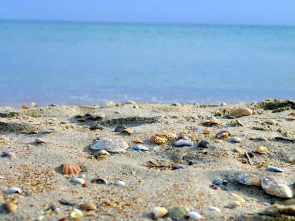 Ракушки черного моря в Анапе, Витязево?