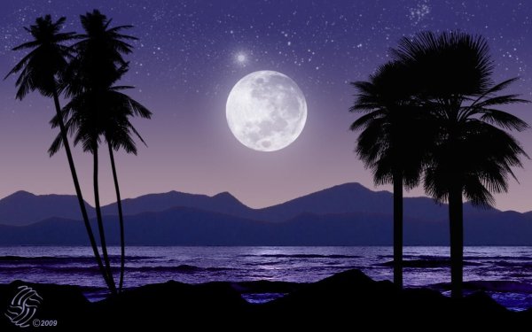 Пальма под луной