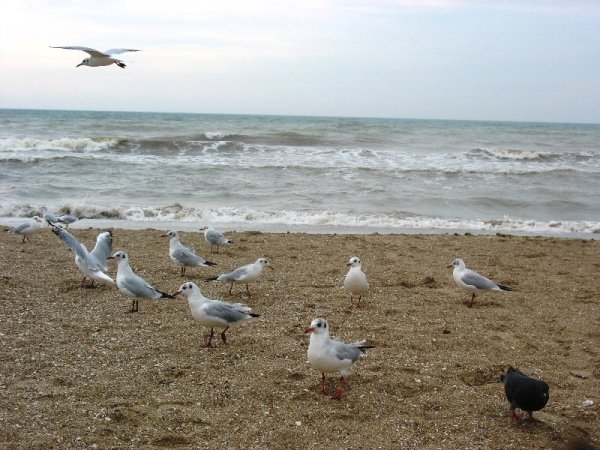 Сердечко на берегу моря