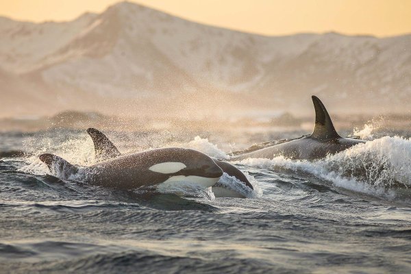 Косатка - Orcinus Orca (Дальневосточная Плотоядная популяция)