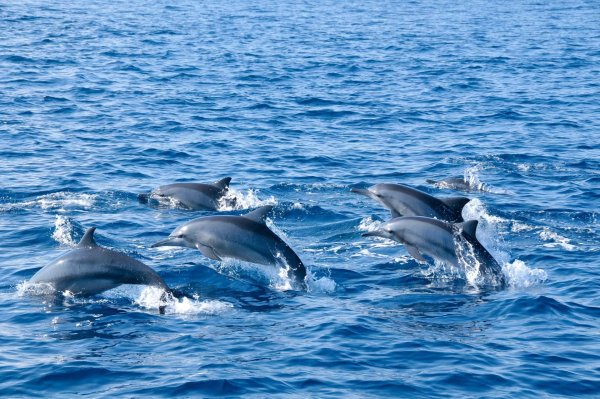 Дельфины плавают
