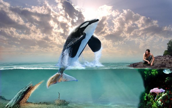 Модульная картина касатки