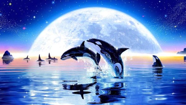 Дельфин Касатка Кашалот