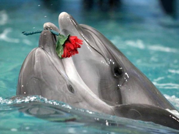 Касатки в финском заливе