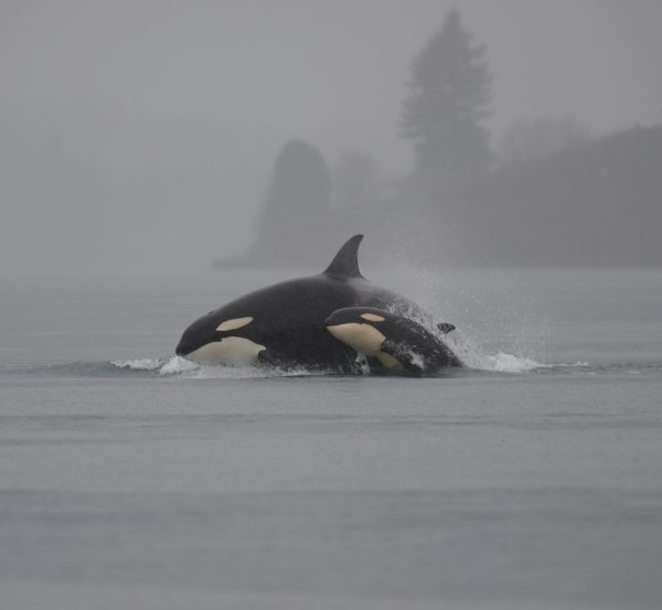 Акулы, киты и дельфины