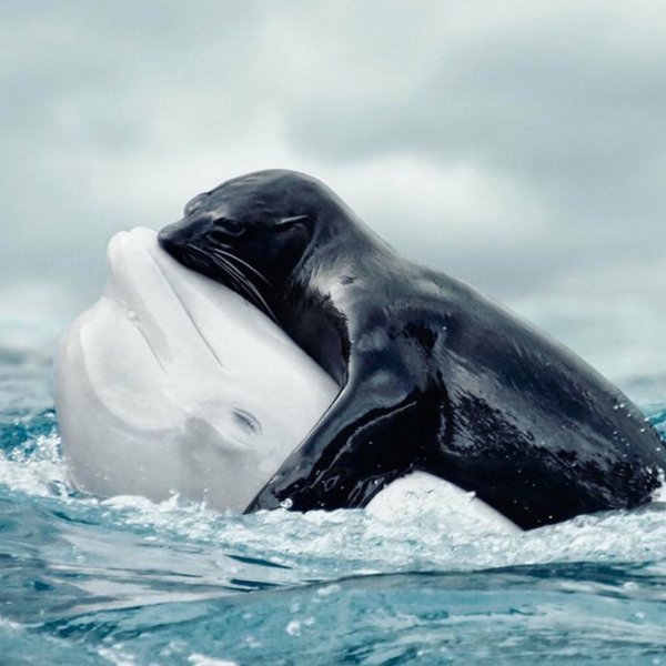 Дельфины под водой