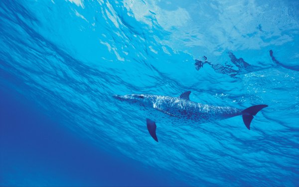 Командорские острова косатки