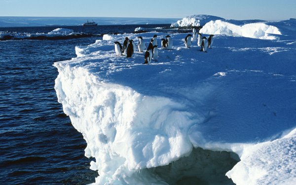 Северный полюс айсберги