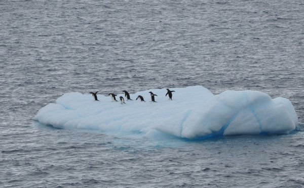 Зеленая льдина в Арктике