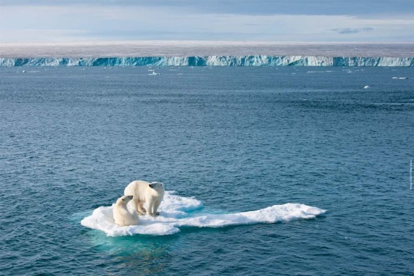 Белый медведь Ледовитый океан