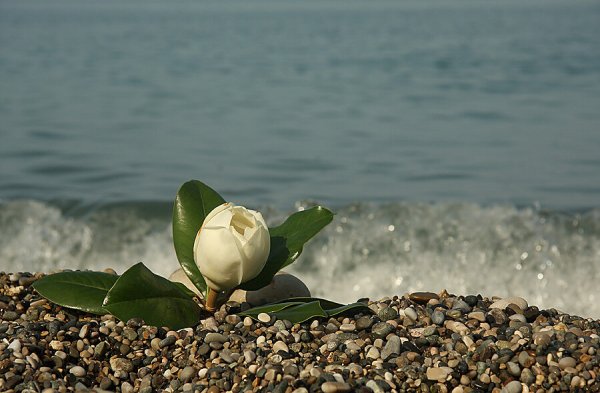 Магнолия на черном море