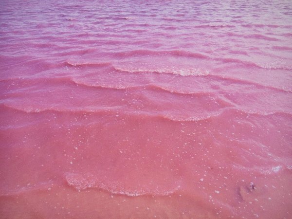 Море цветов