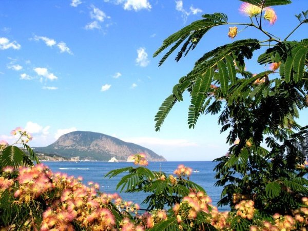 Мыс Агира Крым цветы