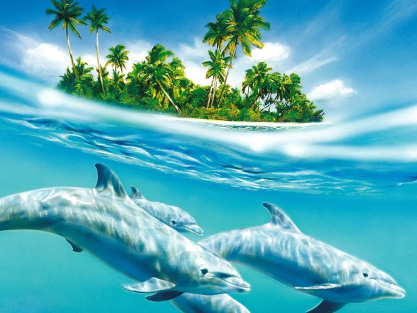 Дельфины в море