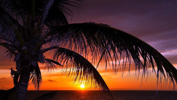 Море пальмы закат