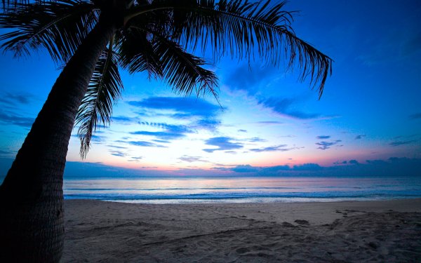 Море пальмы закат