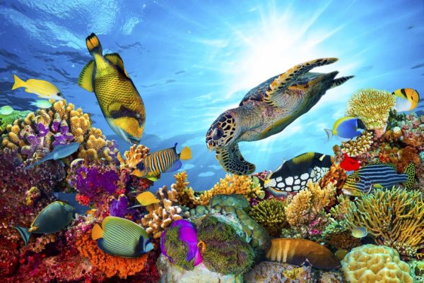 Нектон черепахи