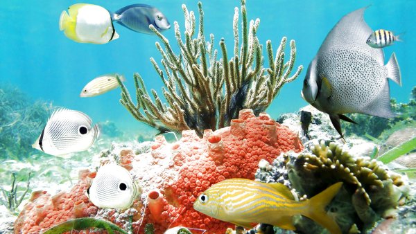 Морские подводные пейзажи