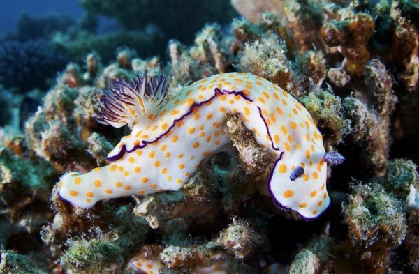 Морской мир