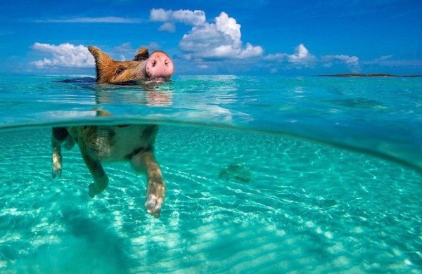 Багамы хрюшки