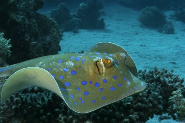 Морские рыбы Скат