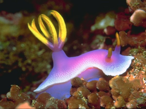 Тайские морские слизняки