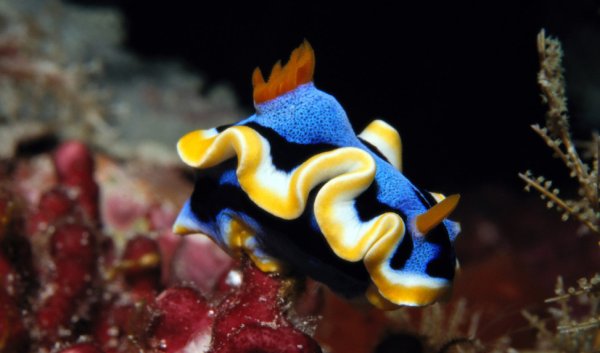 Голожаберник синий бархат